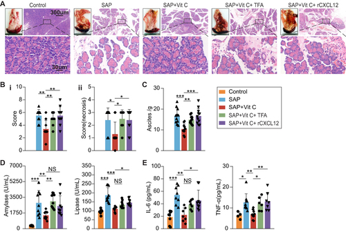 Figure 6 High-dose Vit C ameliorates pancreatic injury, biochemical indicators, and systemic inflammatory response via CXCL12/CXCR4 pathway in SAP rats 6h after modeling. (A) HE sections in pancreatic tissues from SAP rats, SAP+high-dose Vit C group, SAP+high-dose Vit C+TFA group, and SAP+high-dose Vit C+rCXCL12 group. (B) Histological score of pancreatic tissues in rats. (C) TFA and rCXCL12 reversed the reduced ascites in SAP rats with high-dose Vit C treatment. (D and E) TFA and rCXCL12 reversed the reduced concentration of amylase, lipase, TNF-α, and IL-6 in the plasma of SAP rats with high-dose Vit C. *P<0.05; **P<0.01; ***P<0.001. P values were analyzed by non-parametric test and ANOVA.