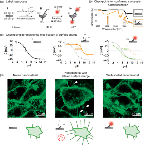 Figure 2. Functionalization and labeling of TiO2 nanotubes with AEAPMS and Alexa Fluor dyes. (a) The schematics shows the chemical reactions taking place on the surface of nanotubes upon their functionalization and subsequent fluorescent labeling, highlighting the dissociating chemical groups and their charges. (b) An ATR-FTIR spectrum of pristine (shown in black, i) and successfully functionalized TiO2 nanotubes (shown in brown, ii), with corresponding schematics of the samples. Brown arrows indicate vibration bands of the chemical bonds of the AEAPMS linker, attached to the TiO2 surface (from left to right: C–H stretching, C–H stretching, Si–O–Si, and Ti–O–Si). Reference spectra of AEAPMS and solvents are shown in Figure S4, Supporting Information. (c) The pH-dependence of the Zeta potential (ζ) of i native TiO2 nanotubes, ii functionalized nanotubes, and iv nanotubes labeled with Alexa Fluor 488. Arrows on the graphs indicate the shift in Zeta potential between different stages. (d) Comparison of confocal fluorescence micrographs of LA-4 epithelial cells (cell membranes are labeled with CellMask Orange and shown in green) after a 2-day exposure to (from left to right): unlabeled TiO2 nanotubes, functionalized nanotubes with a more positive surface charge, and TiO2 nanotubes labeled with Alexa Fluor 647, whose surface resembles the native nanotube (its fluorescence is not shown). The ratio between the surface of the nanotubes and surface of cells (so-called surface dose) was 10:1, 1:1, and 1:1, respectively. Notice the long filaments on the cell in the middle micrograph (arrowheads) which occur when the surface charge of the nanotubes is changed and are absent in the micrographs of both the native and well-labeled nanotubes.