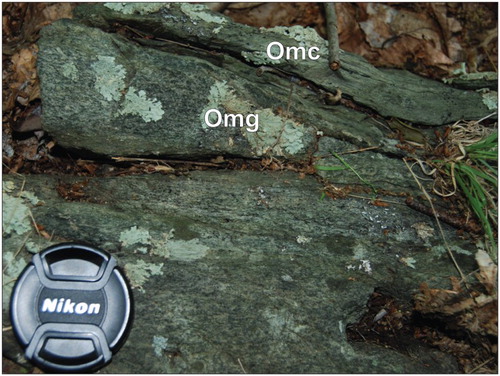 Plate 8. Metagabbroic inclusions (Omg) in chlorite mylonite (Omc). The chlorite schist (Omc) includes 0.01–5 m inclusions of a massive, coarse-grained metaggabro (Omg) containing saussuritied plagioclase and uralitized clinopyroxene. Lens cap is 53 mm in diameter.