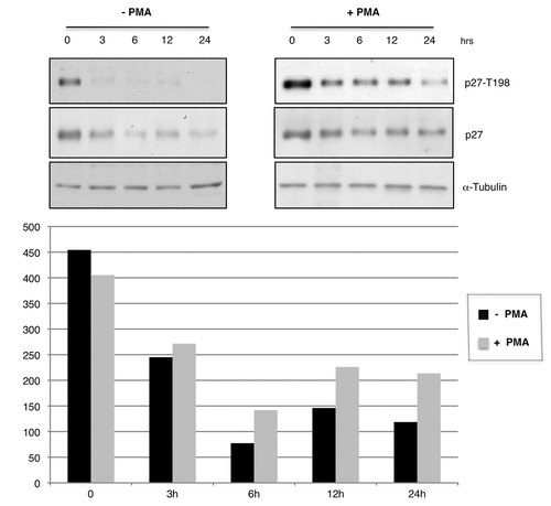 Figure 5. PMA stabilizes p27 in HeLa cells. Immunoblot analysis of p27 stability in HeLa treated with solvent or PMA for 1h before cycloheximide treatment as indicated. The intensities of WB signals were quantified by NIH ImageJ software; the results are showed in the graphics. Cells were cultured with or without PMA.