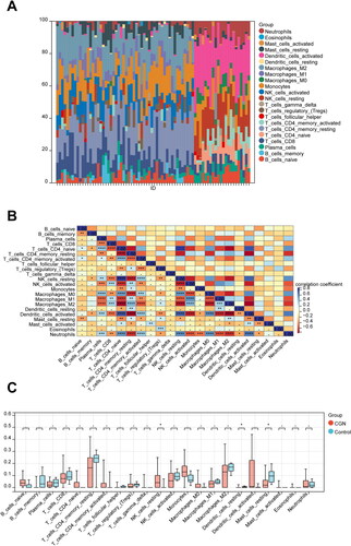 Figure 10. Immune infiltration analysis of CGN. (A) Each sample’s proportion of different immune cells. (B) Correlation between different immune cells (*p < 0.05, **p < 0.01). (C) Expression abundance of different immune cells in CGN and control (*p < 0.05, **p < 0.01).