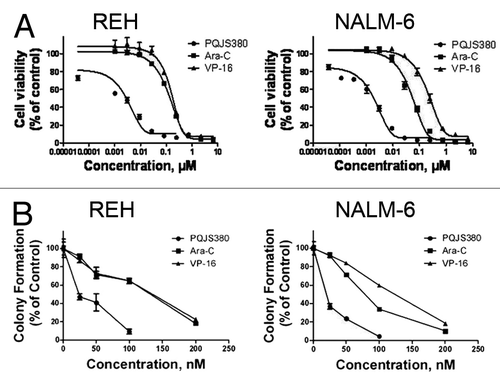 Figure 1. PQJS380 inhibited growth of acute lymphoblastic leukemia cells. (A) PQJS380 inhibited cell viability (percent relative to control) in acute lymphoblastic leukemia (ALL) cell lines REH and NALM-6. The ALL cells were exposed to escalating concentrations of PQJS380 and conventional chemotherapeutic agents (Ara-C and VP-16) for 72 h; the cell viability was detected by MTS assay. (B) PQJS380 decreased clonogenicity of ALL cells. The REH and NALM-6 cells were exposed to different concentrations of PQJS380, Ara-C, and VP-16 for 48 h, and harvested, washed, plated in soft agar, and continued to grow in absence of these compounds.