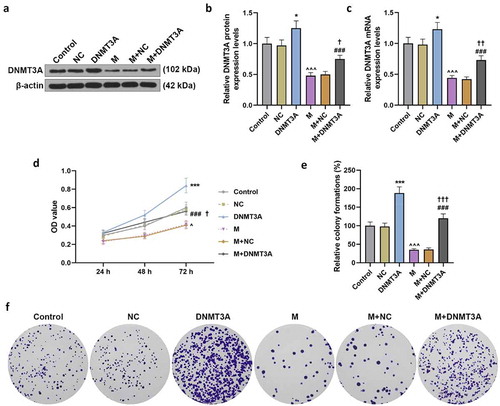 Figure 5. Overexpressed DNMT3A counteracted the inhibitory effect of miR-206 mimic on the viability and proliferation of HemECs