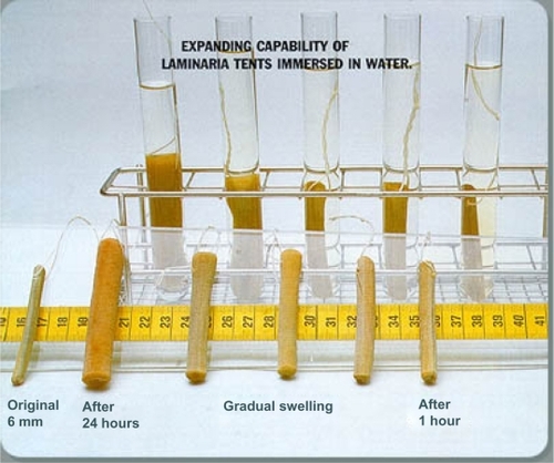 Figure 2 Laminaria tents before and after hydration.