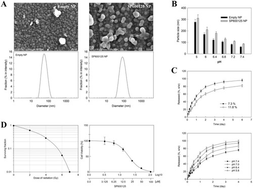 Figure 2 Characterization of HVSP-NP nanoparticle. (A) Morphology and particle size of empty nanoparticles and SP600125-incorporated nanoparticles. (B) Changes of nanoparticle size according to pH variations. (C) Drug release rate of HVSP-NP according to drug contents (top) and according to pH of media (bottom). (D) Survival curve derived from clonogenic-radiosensitivity assay of LLC cells treated with a dose of 2, 4, 6, 8, and 10 Gy (left); HVSP-NP dose-response curve derived from MTT-toxicity assay according to SP600125 contents in LLC cells (right).