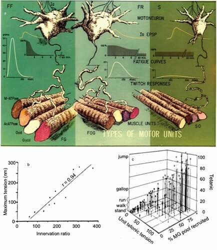 Figure 1. (a) A conceptual illustration of the primary anatomical, metabolic, and physiological properties of different types of motor units. The neural component of the motor unit consists of dendrites that make up as much as 90% of its surface area. All muscle fibers innervated by a single motor neuron are referred to as a ‘muscle unit.’ The different colors among the muscle fibers of a unit represent the unique biochemical profiles of the muscle fibers within a muscle unit. However, all of the fibers within a unit are generally homogeneous, having similar metabolic and physiological properties that will vary from fiber-to-fiber within a muscle unit, only about 5%. Motor unit phenotypes are typically designated as Fast Fatigue (FF), Fast Fatigue Resistant (FR), and Slow (S) units, reflecting properties of the motor neuron and its specific muscle unit. Muscle units are commonly designated as Fast Glycolytic (FG), Fast Oxidative Glycolytic (FOG), and Slow Oxidative (SO) [Citation6 from modifications figure 8A,p 53]. The two fibers stained brown (ATPase activated) and tan (ATPase activity after being inhibited with a specific acid pH) signifies the fast myosin phenotype of which signifies the speed of contraction. (b) The relationship between the total cross-sectional area of all muscle fibers within a single unit relative to the total tetanic tension that can be generated by that motor unit. Note that the slow units (crosses) generate a smaller tetanic tension per total cross-sectional area of all fibers within each unit [Citation7]; (c) The relationship between the tetanic force generated by single motor units and the cumulative force that would be generated from motor units assuming recruitment of the units with a nonlinear increase in tetanic forces among the population of motor units within the cat medial gastrocnemius [Citation8]. When a motor pool is engaged in any movement, the rank order of recruitment for each motor pool will proceed from the smallest (fewest number of muscle fibers) to the largest motor unit i.e.highest number of muscle fibers within that motor pool.