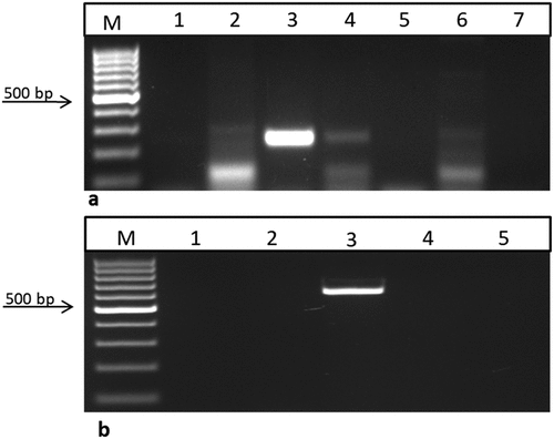 Figure 6. Reverse transcriptase reaction using the bar and nptII primers for RNA samples from T1 sesame plants. a) using bar primer lane 1: negative control (water), lanes 2, 4, and 6: T1 transgenic samples produced a 247bp fragment, lane 3: positive control (pFGC5941 RNAi vector), and lanes 5 and 7: are –RT lines. b) using nptII primer lane 1: negative control (water), lane 2: negative control (non-transgenic plant), lane 3: positive control (pFGC5941 RNAi vector), lanes 4 and 5: RT (transgenic plants from lanes 4 and 6 in the previous gel). M: 100 bp ladder DNA marker, positive sample produced a 680 bp fragment.