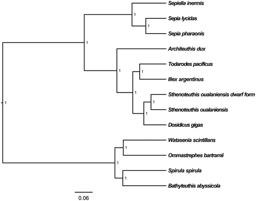 Figure 1. The Bayesian inference phylogenetic tree for Cephalopoda based on mitochondrial PCGs and rRNAs concatenated dataset. The gene’s accession numbers for tree construction are listed as follows: Sthenoteuthis oualaniensis from eastern Pacific (EU660577), Dosidicus gigas (EU068697), Todarodes pacificus (AB158364), Illex argentinus (KP336702), Watasenia scintillans (AB086202), Ommastrephes bartramii (AB715401), Spirula spirula (KU893141), Architeuthis dux (KC701734), Bathyteuthis abyssicola (AP012225), Sepiella inermis (KF040369), Sepia lycidas (KJ162574), and Sepia pharaonis (KC632521).