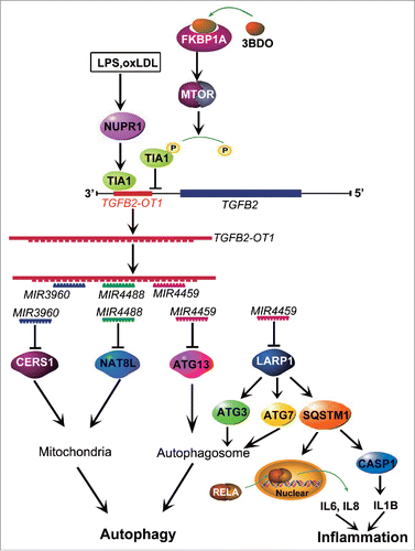 Figure 8. Conceptual schematic of the miRNA signal pathway regulated by TGFB2-OT1 in autophagy and inflammation. LPS and oxLDL promote TIA1 expression via NUPR1. TIA1 is responsible for TGFB2-OT1 processing from 3′UTR of TGFB2. TGFB2-OT1, as a miRNA sponge, decoys MIR3960, MIR4488, and MIR4459, then elevates CERS1, NAT8L, ATG13, and LARP1 protein levels. LARP1 further increases the levels of ATG3, ATG7 and SQSTM1. CERS1 and NAT8L regulate autophagy by affecting mitochondria. ATG13, ATG3 and ATG7 modulate autophagy. The elevated synthesis of SQSTM1 protein activates RELA and CASP1, increase levels of inflammatory cytokines IL6, IL8 and IL1B, and thereby induce inflammation. 3BDO induces TIA1 phosphorylation via FKBP1A and MTORC1, which may result in inhibition of TGFB2-OT1 processing, autophagy and inflammation induced by TGFB2-OT1.