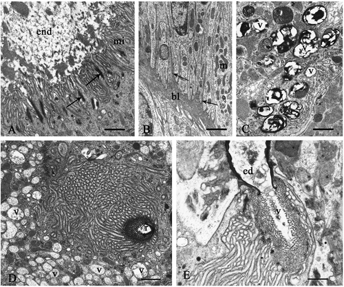 Figure 5. A and B: Platycleis intermedia spermathecal duct. A, proximal tract, apical region of the cuticle-forming cells. Arrows, points of attachment of microtubules; end, endocuticle; mi, microvilli. B, basal region. Arrows, infoldings of the plasma membrane; bl, basal lamina; m, mitochondria. C–E: Platycleis grisea, seminal receptacle. C, gland cell. v, vesicles with heterogeneous content; D, vesiscles (v) with low electrondense content near to central reservoir (r); E, ed, efferent duct; v, vesicles with heterogeneous content. Scale bars: A, 1120 nm. B, 1920 nm. C, 870 nm. D, 870 nm. E, 650 nm.