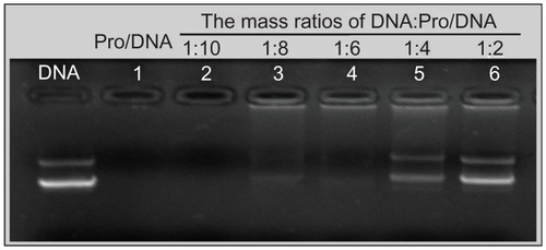 Figure 3 Gel retarding analysis of deoxyribonucleic acid/protamine/deoxyribonucleic acid complexes prepared with different mass ratios.Abbreviations: DNA, deoxyribonucleic acid; Pro, protamine.