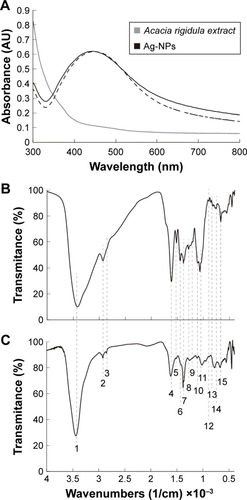 Figure 3 Physical characterization of the Ag-NPs.Notes: (A) UV–Vis spectra of Acacia rigidula extract and Ag-NPs biosynthesized. (B) FT-IR spectra of A. rigidula extract. (C) FT-IR of Ag-NPs synthesized by the A. rigidula extract. The band and peaks are labeled as follows: 1) 3,419, 2) 2,929, 3) 2,854, 4) 1,614, 5) 1,517, 6) 1,447, 7) 1,384, 8) 1,285, 9) 1,250, 10) 1,114, 11) 1,068, 12) 894, 13) 823, 14) 767, and 15) 689 cm−1.Abbreviations: Ag-NPs, silver nanoparticles; FT-IR, Fourier transform infrared; UV–Vis, ultraviolet–visible.