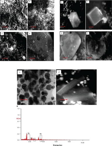 Figure 7 SEM micrographs of the different kinds of gold nanoparticles observed from the reaction of Au3+ cations with Memecylon edule leaf extract: scale bar 500 nm (A), 200 nm (B), 100 nm (C), 50 nm (D). SEM images of gold nanoparticles with corresponding selected area electron diffraction (SAED) patterns of the nanocrystalline M. edule samples at 20 nm. Hexagonal (E), square (F), tetrahedral (G), icosahedral multiple twinned (H), circular (I) spindle (J), energy dispersive X-ray spectrum equipped with SEM of gold nanoparticles resulting from the experiment using 15 mL of M. edule leaf extract (K).