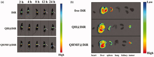 Figure 9. In vivo images of tumor-bearing mice. (a) In vivo fluorescence imaging of A549 tumor-bearing mice at different time points (2, 4, 8, 12, and 24 h) after intravenous injection of free DiR, QH@DiR, and QHMF@DiR. (b) Distribution of free DiR, QH@DiR, and QHMF@DiR in the heart, liver, spleen, lung, kidney, and tumor.