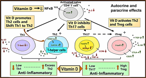 Figure 4 Illustrates the intracrine/autocrine pathways of immune modulation following calcitriol’s interactions with its receptors (CTR) in immune cells (eg, CD4+ T cells). Illustrates the effects of vitamin D (calcitriol) on immune cells, Th1, Th2, Th17, and Treg cells, and balances inflammation and anti-inflammatory in immune functions. The presence of adequate intracellular production of calcitriol suppresses the excess inflammatory reactions by immune cells while maintaining a healthy balance between the expression of inflammatory cytokines, such as IL-2, −8, −12, −17, −22, and TNFα, and the anti-inflammatory cytokines IL-1, −4, −5, −6, −10.