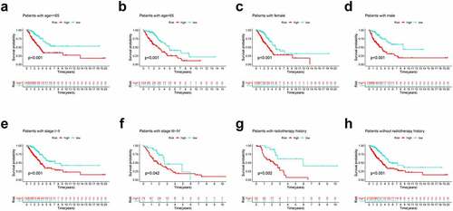 Figure 4. Subgroup survival analysis of OS for LUAD patients. (a) Age ≤ 65; (b) Age > 65; (c) Female; (d) Male; (e) Stage I–II; (f) Stage III–IV; (g) With radiotherapy history; (h) Without radiotherapy history