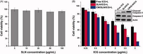 Figure 4. (A) Biocompatibility of drug free CM/SLN in 143B cells. (B) Cytotoxicity of free ICG, SLN/ICG and CM/SLN/ICG (with laser irritation) at different ICG concentrations against 143B cells after 48 h incubation. Inserted images demonstrated the normal and cleaved caspase-3 levels in three groups (ICG concentration: 5 μg/mL). Each sample was repeated in triplicate and shown as mean ± SD.