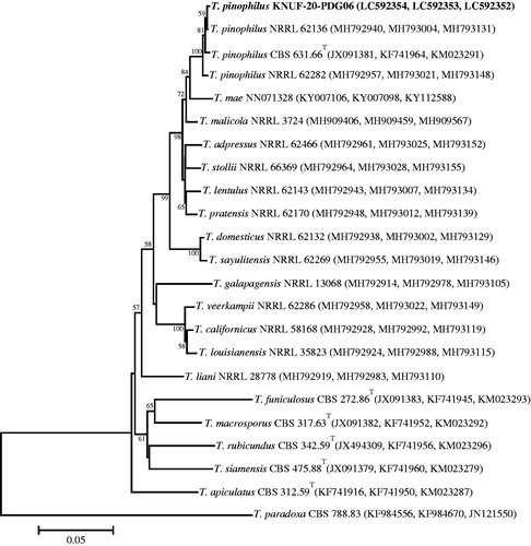 Figure 6. Neighbor-joining phylogenetic tree based on the concatenated sequences of β-TUB, CAL, and RPB2 genes showing the affiliation of KACC 83035BP with Talaromyces pinophilus among the closest Talaromyces spp. Accession numbers of β-TUB, CAL, and RPB2 sequences are, respectively, shown in parentheses. Bootstrap values (based on 1,000 replications) greater than 50% are shown at the branch points. The tree was rooted using Trichocoma paradoxa CBS 788.83 as an outgroup. The isolated strain of this study is indicated in bold. Scale bar = 0.05 substitutions per nucleotide position.