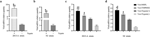 Figure 6. Trypsin-dependence and propagation of PEDV isolates 2013-A and NJ in Vero/TMPRSS2, Vero/MSPL cells and Vero cells (with or without trypsin). (a and b) Trypsin-dependence of 2013-A and NJ were determined by RT-PCR assay with the 2−∆∆Ct method as described above. Error bars indicate the standard error of three independent experiments and the viral mRNA relative quantity of the Trypsin(-) group set to 1. (* p < 0.05, ** p < 0.01,*** p < 0.001 compared to the Vero cells without trypsin). (c and d) The propagation of PEDV isolates 2013-A and NJ in Vero/TMPRSS2, Vero/MSPL, cells and Vero cells (with 3 µg/mL or without trypsin) was analyzed by RT-PCR at 72 h post-infection. The viral mRNA relative quantity of the Vero/Trypsin(-) set to 1 and Error bars indicate the standard error of the mean. (*P < 0.05, **P < 0.01 *** p < 0.001 compared to the Vero cells with trypsin; #P < 0.05, ##P < 0.01 as compared to Vero/TMPRSS2 cells).
