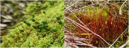 Figure 3. The missing capsules. A mixture of grazed and ungrazed green, globose capsules on Philonotis scabrifolia (left) and a colony of Bryum spp. with nearly all its capsules grazed (right). The culprit grazer is, in both instances, unknown. Photographs: Ryan deRegnier.
