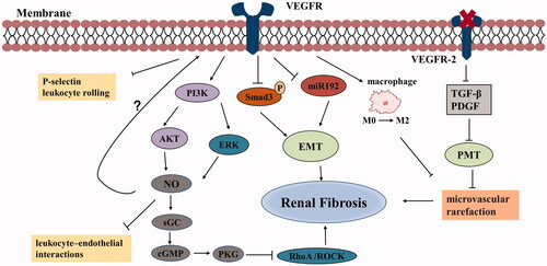 Figure 2. Anti-fibrotic effects of VEGF in chronic kidney disease. VEGF can inhibit the expression of Smad3 and miR192, thereby suppressing TGF-β-induced EMT and improving renal fibrosis. VEGF stimulates NO production by PI3K/AKT and ERK pathways. NO activates sGC to synthesize cGMP, which subsequently activates PKG. PKG inhibits RhoA/ROCK pathway, thus reducing fibrosis. VEGF induces a phenotypic shift of macrophages from M0 to M2, ameliorates fibrosis and vascular rarefaction. Inhibition of VEGFR-2 can block PMT, leading to improve microvascular rarefaction and fibrosis. VEGF can also suppress the expression of inflammatory mediators. (Abbreviations: VEGF: vascular endothelial growth factor; TGF-β: transforming growth factor-β; EMT: epithelial-to-mesenchymal transition; NO: nitric oxide; sGC: soluble guanylate cyclase; PKG: cGMP dependent protein kinases; VEGFR: vascular endothelial growth factor receptor; PMT: pericyte-myofibroblast transition; PDGF: platelet-derived growth factor).