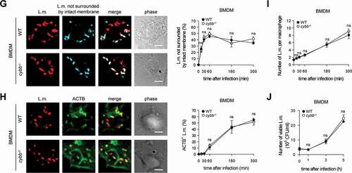 Figure 4. BMDM fail to induce LAP in response to L.m. infection due to insufficient ROS production by CYBB. (A) ROS production by WT and cybb−/- PM or BMDM after L.m. infection or pharmacological stimulation with PMA was measured using isoluminol. The kinetics of ROS production and the AUC as a measure for the total amount of ROS produced are shown. (B) Expression levels of CYBB, CYBA, NCF2/p67phox, NCF1 and NCF4 in PM and BMDM were analyzed by western blot and quantified by densitometry. (C-J) WT and cybb−/- PM (C-F) or BMDM (G-J) were infected with L.m. for the indicated periods of time. (C and G) L.m. that had managed to damage the membrane of their phagosome were identified by differential staining and quantified by immunofluorescence microscopy. (D and H) ACTB+ L.m. were quantified by immunofluorescence microscopy. (E and I) The number of L.m. per macrophage was quantified by immunofluorescence microscopy. (F and J) Bacterial burden was determined by plating on blood agar plates. Data are shown as mean ± SEM of seven (A), three (B, D, H) or six to seven (C, E, F, G, I, J) independent experiments. Representative micrographs from 5 h after infection and immunoblots are shown. Scale bar: 4 µm. n.i., not infected; ns, not significant; * p < 0.05, ** p < 0.01, *** p < 0.001 and **** p < 0.0001.