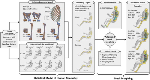 Figure 1. Rapid development of human FE models for a diverse population by mesh morphing.