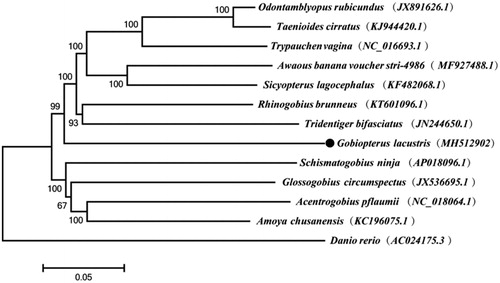 Figure 1. Neighbor-joining phylogenetic tree based on mitochondrial genome sequences. All the bootstrap values after 1000 iteration are indicated at the nodes.