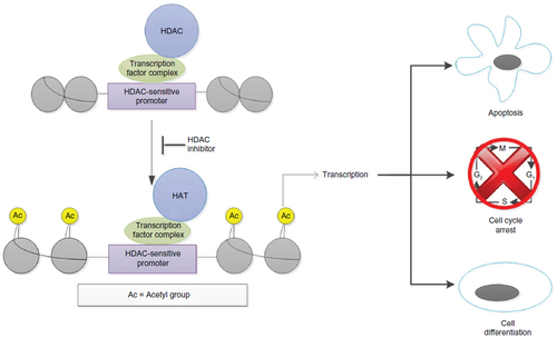 Figure 1 Pharmacology of histone deacetylase inhibitors.