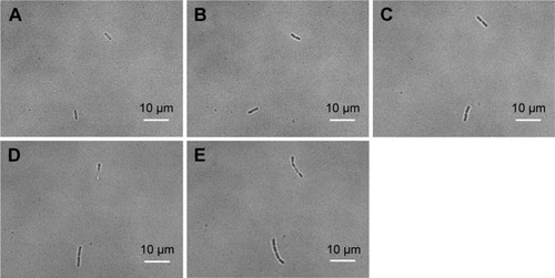 Figure 6 BF images of Escherichia coli growth in the blank control group.Notes: Growth without CeONP, the incubation time increases every 30 minutes; (A) 0, (B) 30, (C) 60, (D) 90, and (E) 120 minutes. Two cell divisions occur in 2 hours.Abbreviations: BF, bright-field; CeONP, cerium oxide nanoparticles.