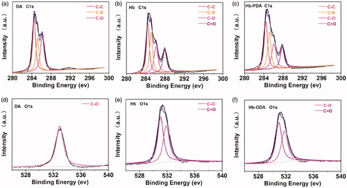 Figure 4. De-convoluted high-resolution XPS spectrum. De-convoluted high-resolution XPS spectrum of C 1s for (a) DA monomers, (b) Hb and (c) Hb-PDA nanoparticles. De-convoluted high-resolution XPS spectrum of O 1s for (d) DA monomers, (e) Hb and (f) Hb-PDA nanoparticles.