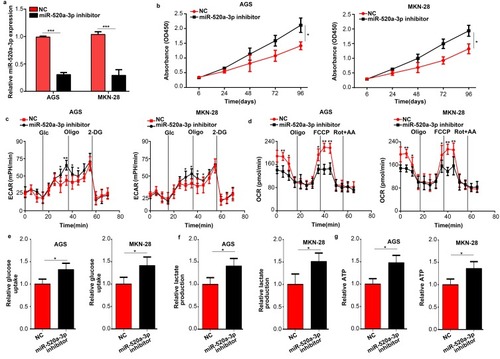 Figure 3 Inhibition of miR-520a-3p promoted the proliferation and glycolysis of GC cells in vitro. (A) qRT-PCR was used to detect the efficiency of the miR-520a-3p inhibitor and negative control. (B) The effect of miR-520a-3p inhibition on the proliferation of GC cells was detected using the CCK-8 assay. (C, D) The ECAR and OCR in AGS and MKN-28 cells treated with the miR-520a-3p inhibitor or NC were measured using a Seahorse Bioscience XFp analyzer. (E–G) Glucose uptake, lactate production, and ATP synthesis were measured in AGS and MKN-28 cells treated with the miR-520a-3p inhibitor or NC. The data were normalized to protein concentrations. *P<0.05; **P<0.01; ***P<0.001.Abbreviations: GC, gastric cancer; qRT-PCR, Quantitative real-time fluorescence PCR; ECAR, extracellular acidification rate; OCR, cellular oxygen consumption rate; ATP, adenosine triphosphate.