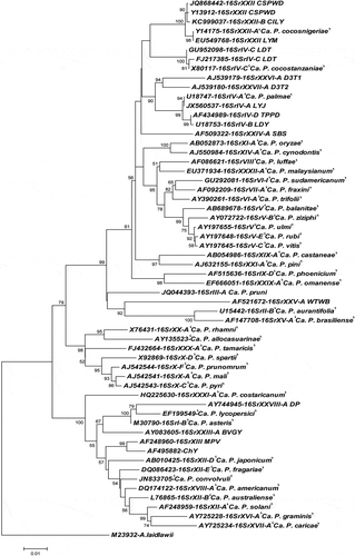 Fig. 4 Phylogenetic tree constructed using the neighbour-joining algorithm based on the R16F2n/R2 sequences of the CILY phytoplasma and reference 16Sr phytoplasma groups. ‘Ca. P. sp’: ‘Candidatus Phytoplasma sp.’ A. laidlawii: Acholeplasma laidlawii is used as the outgroup to root the tree. Phytoplasma sequences are described in Table 3.