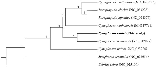 Figure 1. Phylogenetic tree of Bayesian Inference was constructed based on the mitogenome sequences from eight species in Cynoglossidae with one outgroup. The number beside the branch indicates Bayesian posterior probability.