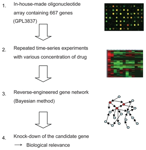 Figure 1 A schematic diagram of gene expression analysis using a Bayesian method as applied to identify genetic interaction for anticancer effect of bortezomib in ATL cells.
