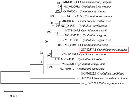 Figure 3. Phylogenetic tree based on 18 complete chloroplast genome sequences from Orchidaceae species. The following sequences were used: Cymbidium changningense (MK848044; Zheng et al. Citation2019), Cymbidium hookerianum (NC_053268), Cymbidium lowianum (ON969303), Cymbidium tracyanum (NC_050865), Cymbidium daweishanense (MK848063), Cymbidium erythraeum (NC_053553), Cymbidium mastersii (MT784669), Cymbidium elegans (NC_067753), Cymbidium maguanense (MN885494; Zheng et al. Citation2020), Cymbidium eburneum (NC_060575), Cymbidium tracyanum (MW582691; Zhe et al. Citation2022), Cymbidium iridioides (MZ044639), Cymbidium lancifolium (ON969298), Cymbidium qiubeiense (NC_060572.1), Cymbidium aloifolium (KC876122; Yang et al. Citation2013), Grammatophyllum scriptum (NC_067759), and Bulleyia yunnanensis (NC_052739).