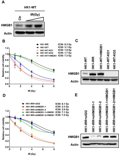Figure 3 HMGB1 deficiency sensitizes NPC cells to IR. (A) Western blotting of HMGB1 expression in HK1-WT cells treated with IR. Doses of IR, 0 Gy, 2 Gy, and 4 Gy. (B) Cell survival of HK1-WT, HMGB1-knockout HK1-WT (HK1-WT-KO1 and HK1-WT-KO2), HMGB1 overexpressed HK1-WT (HK1-WT+HMGB1) and HK1-IRR cells treated with IR. Doses of IR, 0 Gy, 1 Gy, 2 Gy, 4 Gy, and 8 Gy. Each result represents 3 independent experiments. Data are represented as mean ± SD. (C) Western blotting of HMGB1 expression in cells examined in (B). (D) Cell survival of control (HK1-IRR+siGL2), HMGB1-knockdown HK1-IRR (HK1-IRR+siHMGB1-1 and HK1-IRR+siHMGB1-2), HMGB1 overexpressed HK1-IRR+siHMGB1-1, and HK1-IRR+siHMGB1-2 cells treated with IR. Doses of IR, 0 Gy, 1 Gy, 2 Gy, 4 Gy, and 8 Gy. Each result represents 3 independent experiments. Data are represented as mean ± SD. (E) Western blotting of HMGB1 expression in cells examined in (D).