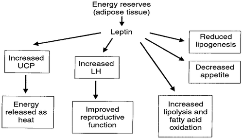 Figure 18. Metabolic effects of leptin (Squires, Citation2011).