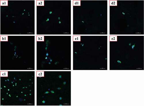 Figure 11. CLSM photographs of L929 fibroblasts cultured for 3 days on hydrogels.(a: PVA-COL, b: PVA-COL, c: PVA-COL-1, d: PVA-COL-2, e: PVA-COL-3)