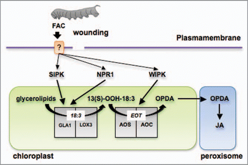 Figure 2 Early enzymatic steps in the JA biosynthesis pathway regulated by SIPK, WIPK and NPR1 after wounding and FAC elicitation. The perception of FACs and/or wounding by the leaf elicits signaling mechanisms that activate the release of 18:3 from membrane glycerolipids. This activation is mediated by SIPK and NPR1 in N. attenuata leaves most likely via the activation of glycerolipase A1 (GLA1). N. attenuata lipoxygenase 3 (LOX3) catalyzes the conversion of the free 18:3 into 13-OOH-18:3 which it is rapidly utilized for the synthesis of OPDA by allene oxide synthase (AOS) and allene oxide cyclase (AOC). WIPK-mediated mechanisms target the activation of OPDA biosynthesis via the regulation of AOS and/or AOC. EOT, 12,13-epoxy-18:3; OPDA, (9S,13S)-12-oxo-phytodienoic acid; JA, jasmonic acid.