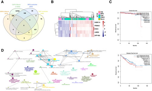 Figure 4. The unique gene signatures and signaling pathways in BPH.PPI, protein–protein interaction; DEGs, differential expression of genes; BPH, benign prostate hyperplasia; CaP, prostate cancer; CRPC, castration-resistant prostate cancer; G.O., gene ontology.