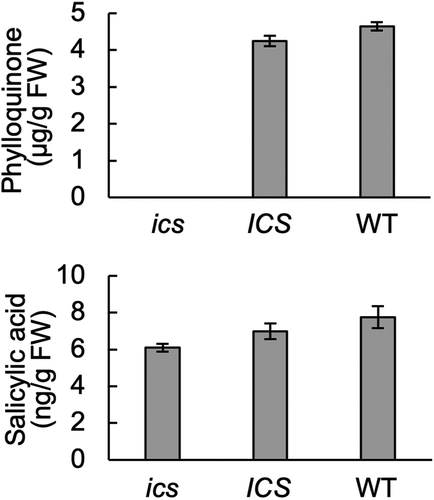 Figure 2. Phylloquinone, but not SA, is reduced in ics. Analyses were made by UHPLC-MS/MS according to Glauser et al.Citation20 Leaves from homozygous ICS and ics plants were selected by analyzing DNA from leaf tips as in Figure 1. Each sample consisted of two first leaves from 10-day-old barley plants. Error bars, SE; n, 6 (phylloquinone) and 8 (SA).