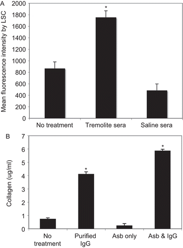 Figure 3.  Secretion of Type I collagen was induced by purified IgG from asbestos-exposed mice. (A) L929 cells were grown to confluence, treated with purified IgG from saline- or tremolite-exposed mice for 3 days, and then collagen production was detected using anti-collagen Type I antibody followed by Alexa 488-conjugated secondary antibody. Fluorescence was quantified by LSC. (B) Collagen production by L929 cells was also measured by Sircol assay, as described in Materials and methods section. Purified IgG = IgG from tremolite-exposed mice, Asb = tremolite asbestos alone at 40 µg/cm2, Asb and IgG = combined treatment with both tremolite and purified IgG from tremolite-instilled mice. N = 4 in each group, *P < 0.05 using one-way ANOVA with Bonferroni’s Multiple Comparison Test.