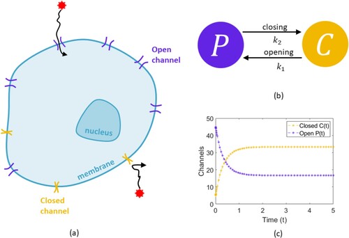 Figure 1. Schematic describing ion channel flow and the model formalism. (a) Charged ions travel across the membrane through open ion channels. These channels open and close to stop or encourage the flow of ions. This flow of ions controls the beating of our heart. (b) To capture the opening and closing of ion channels on a cell, consider the number of ion channels closed on a cell membrane to be represented by C and the number of open channels to be P. These channels then open and close at a rate given by k1 and k2 respectively. (c) Plot of the model showing the closed and open channels tending to a fixed number in time.