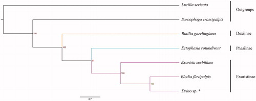 Figure 1. Bayesian phylogenetic tree of seven species which consist of five Tachinidae species and two outgroups. * indicates this study.