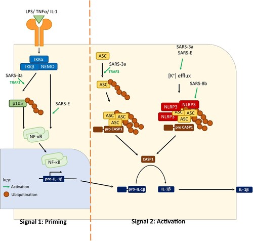 Figure 2. A working model of SARS-CoV-induced inflammasome activation. SARS-CoV can activate both signal 1 (priming) and signal 2 (activation). Upregulation of pro-IL-1β transcription is achieved by NF-κB activation. Two mechanisms of IL-1β maturation have been proposed. In the first model, potassium ion efflux is promoted by ORF3a and E proteins, leading to NLRP3 inflammasome assembly. Alternatively, ORF3a promotes ASC ubiquitination and consequent assembly of inflammasome. ORG8b interacts with and activates NLRP3. Activation of inflammasome leads to proteolytic cleavage of pro-caspase 1 and pro-IL-1β. ASC, apoptosis-associated speck-like protein containing a CARD. CASP1, caspase 1. IKK, IκB kinase. IL-1, interleukin-1. LPS, lipopolysaccharides. NLRP3, NACHT, LRR, and PYD domains-containing protein 3. NEMO, NF-κB essential modulator. TNF-α, tumour necrosis factor α.
