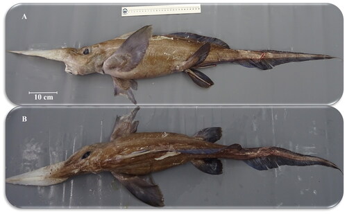 Figure 1. Species reference image of Rhinochimaera atlantica. The most characteristic feature is its faction rhinoceros’ nose, in reference to the long and pointed proboscis. Photograph by Francisco Baldó onboard the R/V Vizconde de Eza during the Spanish Bottom Trawl Survey on the Porcupine Bank.