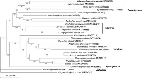 Figure 1. Maximum Likelihood phylogenetic tree of Cerambycidae beetle mtDNA genomes. Accession numbers are given after each species name. Numbers below each node represent ultrafast bootstrap support values after 10,000 replicates. The tree was rooted by setting Chrysomela vigintipunctata as the outgroup taxa.