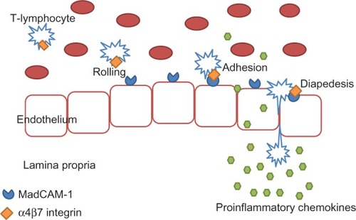 Figure 2 Migration of immune cells to the site of inflammation in the gut.