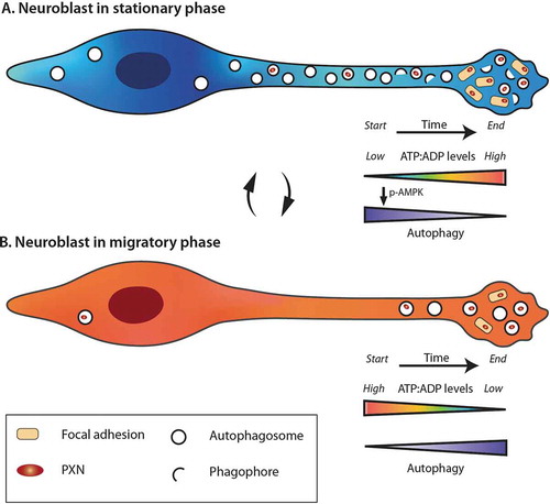 Figure 1. Dynamic changes in the energy levels and autophagy during the different phases of cell migration. The stationary (A) and migratory (B) phases are accompanied by different dynamics in the ATP/ADP levels and autophagy. During the migratory phases, neuroblasts consume energy and the decrease in ATP:ADP ratio leads to the entry of cells into stationary phase, and activation of AMPK, which in turn induces autophagy. During the stationary phases, neuroblasts restore their ATP pool and have high autophagy flux. The turnover of focal adhesion molecules is also taking place during these periods by a direct autophagy-dependent recycling of PXN. When the energetic level is high enough, neuroblasts reenter into the migratory phase